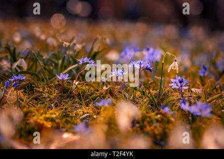 Bella la molla viola e un snowdrop con bookeh shot ad ampia apertura nell'erba in un giardino Foto Stock