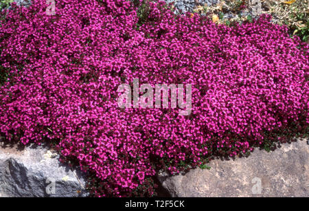 Rosso di timo strisciante, timo COCCINEUS crescono nel giardino di roccia. Foto Stock