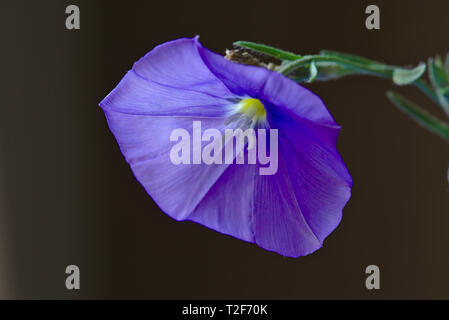 Vista ravvicinata della viola gloria di mattina fiore Foto Stock