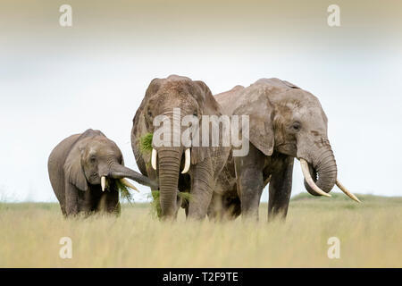 Elefante africano (Loxodonta africana) madre con alimentazione di vitello su erba, Amboseli National Park in Kenya. Foto Stock