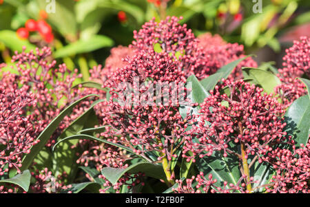 Skimmia japonica 'Rosolia arbusto" (Giapponese skimmia) cresce in inverno nel Regno Unito. Foto Stock