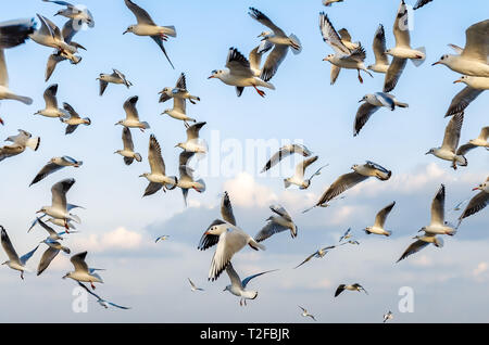 Flock of Seagulls volando attraverso il cielo. Stop motion. Immagine concettuale che mostra la libertà di fare quello che ti piace. Foto Stock