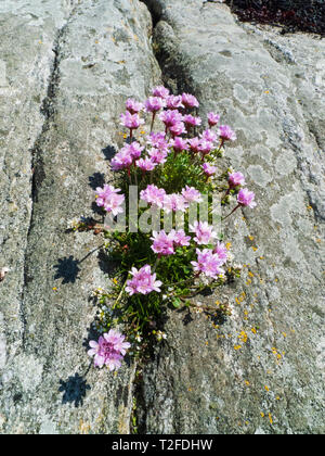 La parsimonia (Mare Rosa) (Armeria maritima) Foto Stock