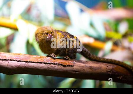 Adelaide. 24 Mar, 2019. Foto scattata il 24 marzo 2019 mostra un pigmeo marmoset a Adelaide Zoo di Adelaide, Australia. Lo Zoo di Adelaide è il secondo più antico zoo in Australia, che vanta una storia di oltre 130 anni. Credito: Pan Xiangyue/Xinhua/Alamy Live News Foto Stock