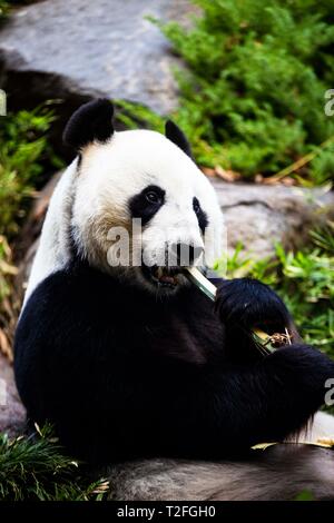 Adelaide. 24 Mar, 2019. Foto scattata il 24 marzo 2019 mostra maschio panda gigante Wang Wang a Adelaide Zoo di Adelaide, Australia. Pandas Wang Wang (significato Net Net) e fu Ni (significato Lucky Girl) sono arrivati nel mese di novembre 2009 come la prima coppia di panda in l'Emisfero Sud. Lo Zoo di Adelaide è il secondo più antico zoo in Australia, che vanta una storia di oltre 130 anni. Credito: Pan Xiangyue/Xinhua/Alamy Live News Foto Stock