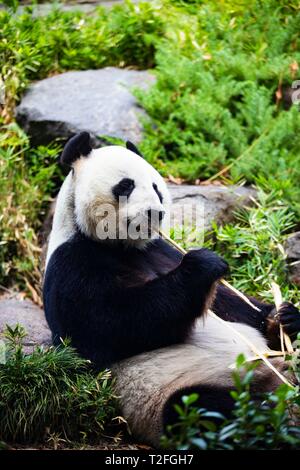 Adelaide. 24 Mar, 2019. Foto scattata il 24 marzo 2019 mostra maschio panda gigante Wang Wang a Adelaide Zoo di Adelaide, Australia. Pandas Wang Wang (significato Net Net) e fu Ni (significato Lucky Girl) sono arrivati nel mese di novembre 2009 come la prima coppia di panda in l'Emisfero Sud. Lo Zoo di Adelaide è il secondo più antico zoo in Australia, che vanta una storia di oltre 130 anni. Credito: Pan Xiangyue/Xinhua/Alamy Live News Foto Stock