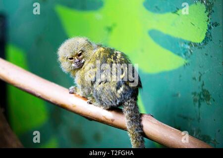 Adelaide. 24 Mar, 2019. Foto scattata il 24 marzo 2019 mostra un pigmeo marmoset a Adelaide Zoo di Adelaide, Australia. Lo Zoo di Adelaide è il secondo più antico zoo in Australia, che vanta una storia di oltre 130 anni. Credito: Pan Xiangyue/Xinhua/Alamy Live News Foto Stock