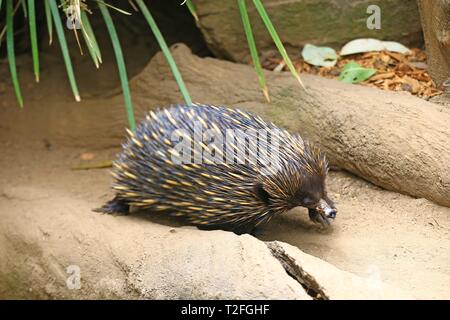 Adelaide. 24 Mar, 2019. Foto scattata il 24 marzo 2019 mostra un breve becco Echidna a Adelaide Zoo di Adelaide, Australia. Lo Zoo di Adelaide è il secondo più antico zoo in Australia, che vanta una storia di oltre 130 anni. Credito: Pan Xiangyue/Xinhua/Alamy Live News Foto Stock