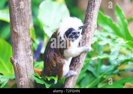 Adelaide. 24 Mar, 2019. Foto scattata il 24 marzo 2019 mostra un cotone-top tamarin a Adelaide Zoo di Adelaide, Australia. Lo Zoo di Adelaide è il secondo più antico zoo in Australia, che vanta una storia di oltre 130 anni. Credito: Pan Xiangyue/Xinhua/Alamy Live News Foto Stock