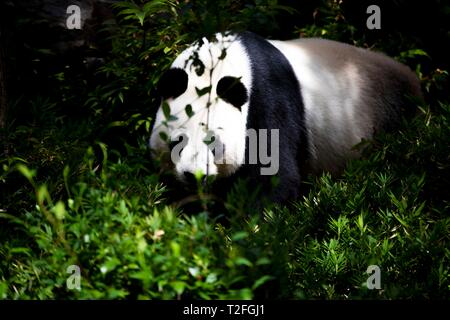 Adelaide. 24 Mar, 2019. Foto scattata il 24 marzo 2019 mostra maschio panda gigante Wang Wang a Adelaide Zoo di Adelaide, Australia. Pandas Wang Wang (significato Net Net) e fu Ni (significato Lucky Girl) sono arrivati nel mese di novembre 2009 come la prima coppia di panda in l'Emisfero Sud. Lo Zoo di Adelaide è il secondo più antico zoo in Australia, che vanta una storia di oltre 130 anni. Credito: Pan Xiangyue/Xinhua/Alamy Live News Foto Stock