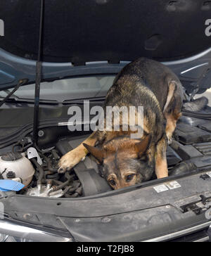 Bremerhaven, Germania. 02Apr, 2019. In occasione di una conferenza stampa dell'ufficio doganale principale di Brema, un cane doganale gestore con un etoo, uno sniffer di contanti cane, dimostra la ricerca di banconote nel vano motore di un'auto. Il Pk riportati tra le altre cose sui dazi doganali, farmaco trova e l'occupazione illegale nel 2018. Credito: Carmen Jaspersen/dpa/Alamy Live News Foto Stock