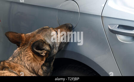 Bremerhaven, Germania. 02Apr, 2019. In occasione di una conferenza stampa dell'ufficio doganale principale di Brema, un cane doganale gestore con un etoo, uno sniffer di contanti cane, dimostra la ricerca di banconote in un'auto. Il Pk riportati tra le altre cose sui dazi doganali, farmaco trova e l'occupazione illegale nel 2018. Credito: Carmen Jaspersen/dpa/Alamy Live News Foto Stock