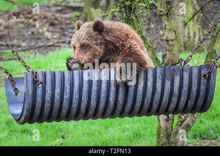 Whipsnade, Regno Unito, 2 aprile 2019. European (o Eurasian) Brown Bear, Sleeping Beauty, gode di un rilassante snooze pomeriggio nella sua amaca di orso fatta su misura. Snow White, Sleeping Beauty e Cenerentola sono tre sorelle europee dell'Orso marrone (Ursus arctos arctos), residenti allo zoo di ZhSL Whipsnade nel Bedfordshire. Credit: Imageplotter/Alamy Live News Foto Stock