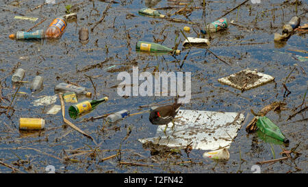 Glasgow, Scotland, Regno Unito. 2 apr, 2019. Inquinamento di plastica sul canale di Forth e Clyde vede una gallina di Moro su una zattera di polistirolo tra le bottiglie Buckfast. Credito: gerard ferry/Alamy Live News Foto Stock