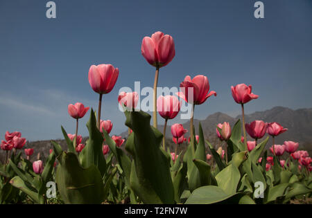 Srinagar, Indiano-controllato del Kashmir. 2 apr, 2019. Blooming tulips sono visti in un tulipano giardino a Srinagar, la capitale estiva di Indiano-Kashmir controllata, 2 aprile 2019. Credito: Javed Dar/Xinhua/Alamy Live News Foto Stock