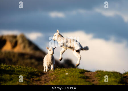 Swansea, Regno Unito. 02Apr, 2019. Regno Unito Meteo. Hip Hop: un agnello a molla fornisce una visualizzazione impromtu della sua nuova forza durante una soleggiata scrivi a Broughton burrows, Penisola di Gower, vicino a Swansea. Un incantesimo più fredde del meteo per i prossimi giorni minaccia molti nuovi nati agnelli e aumenta le ore di lavoro di agricoltori in tutto il paese. Credito: Gareth LLewelyn/Alamy Live News Foto Stock