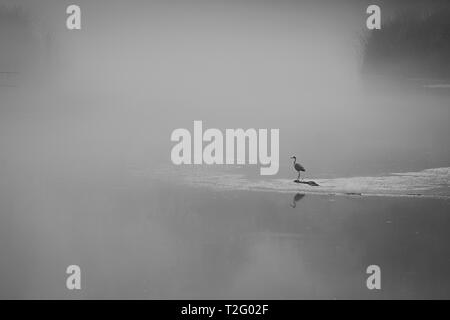 In bianco e nero girato con un uccello seduto da solo su un lago circondato da una fitta nebbia di mattina Foto Stock