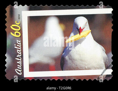 AUSTRALIA - circa 2012: un timbro stampato in Australia mostra seagull Larus audoinii con con patatine fritte in bocca, circa 2012. Foto Stock