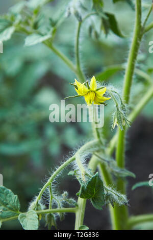 Fioritura giallo ramoscelli di pomodori che crescono in serra. Produzione di ecologico naturale di verdure Foto Stock