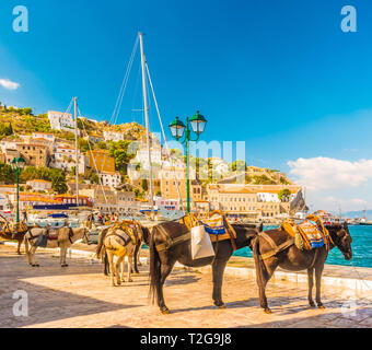 Asini, i mezzi di trasporto a Hydra Island Golfo Saronico Grecia. Foto Stock