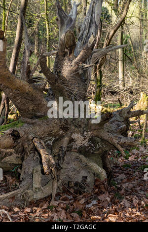 Le radici di un albero che è caduto oltre, eventualmente a causa di forti venti Foto Stock