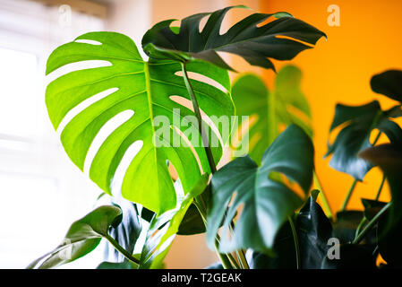 Monstera caseificio fotografare all'interno Foto Stock