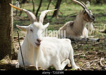 Capra bianca con grandi corna sdraiati sull'erba su bio fattoria biologica durante il tempo primaverile. Foto Stock