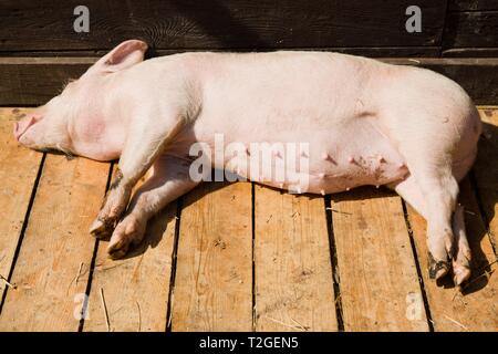 Maialino di dormire su assi di legno in un capannone su bio agriturismo piggery durante la giornata di sole. Foto Stock