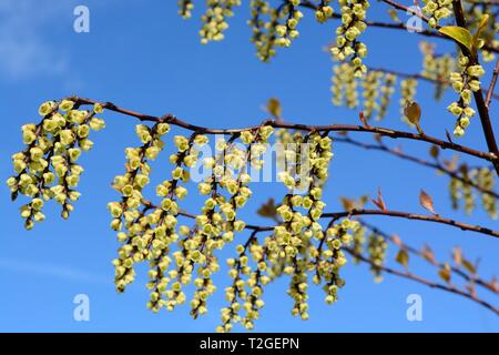 Stachyuris chinensis Joy Forever cinese fiori chinensis contro un cielo blu in primavera Foto Stock