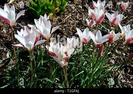 Tulipa clusiana Lady Jane tulipani Lady Jane fiori Foto Stock