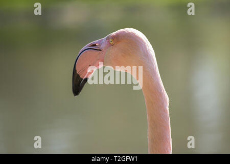 Fenicotteri rosa, in una giornata di sole Foto Stock