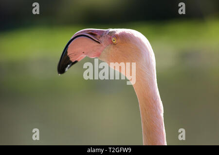 Fenicotteri rosa, in una giornata di sole Foto Stock