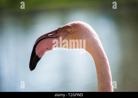 Fenicotteri rosa, in una giornata di sole Foto Stock