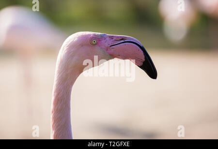 Fenicotteri rosa, in una giornata di sole Foto Stock