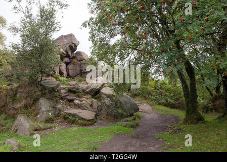 Affioramento Gritstone nel bosco in prossimità di Gradbach, Staffordshire, Inghilterra. Popolare area a piedi nella valle di Dane, vicino al scarafaggi. Foto Stock