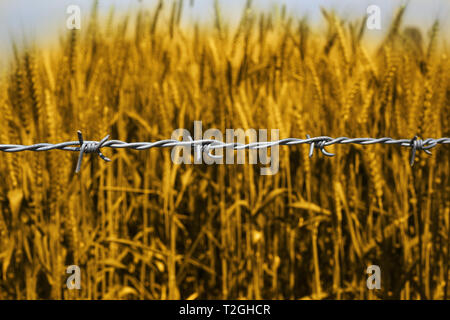 Foto di campi di grano per il punjabi cultura. Foto Stock