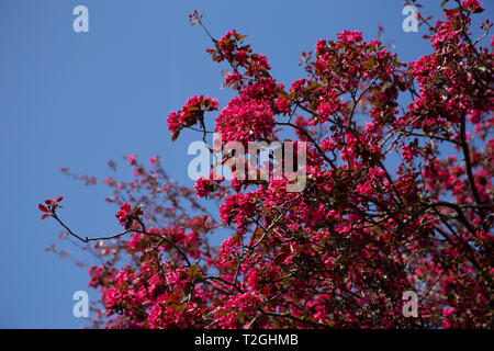 Deep pink cherry blossom contro un cielo blu Foto Stock