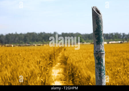 Foto di campi di grano per il punjabi cultura in baisakhi festival. Foto Stock