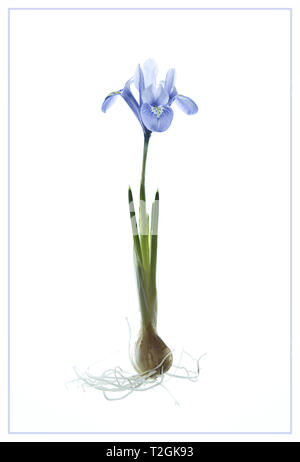 Iris reticulata " Alida' Foto Stock