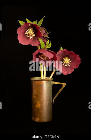 L'elleboro Trio in tazza 2 Foto Stock