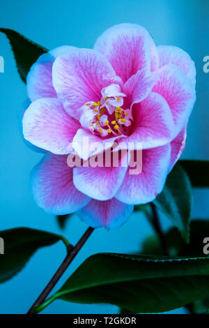 Cammellia japonica "Yours Truly'. Foto Stock