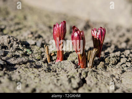 Peonia brillante bush i germogli di crescere in un letto nel giardino di primavera ai raggi del sole di primavera. Close-up Foto Stock