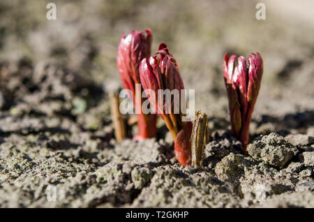 Peonia brillante bush i germogli di crescere in un letto nel giardino di primavera ai raggi del sole di primavera. Close-up Foto Stock