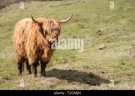 Un altopiano di vacca (aka Highland Coo) in piedi in un campo verde in una giornata di sole Isle of Mull, Ebridi, Scotland, Regno Unito Foto Stock