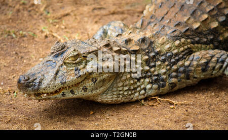 Caimano Spectacled o comune caimano bianco (crocodilus Caimano) close-up su una zona sabbiosa. Sottolineando la testa di animale, l'occhio giallo e in parte aperto mou Foto Stock