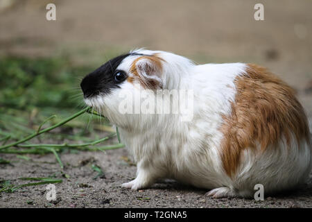 La cavia (cavia porcellus), noto anche come cavy, mangiare erba verde. Foto Stock