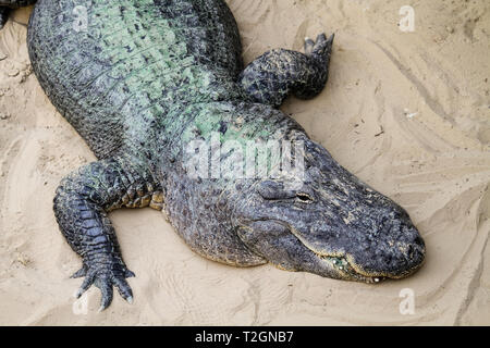 Vicino a coccodrillo testa visto dal punto di vista superiore. Focus sottolineando il coccodrillo coccodrillo testa di animale e degli arti su una massa di sabbia sullo sfondo. Foto Stock