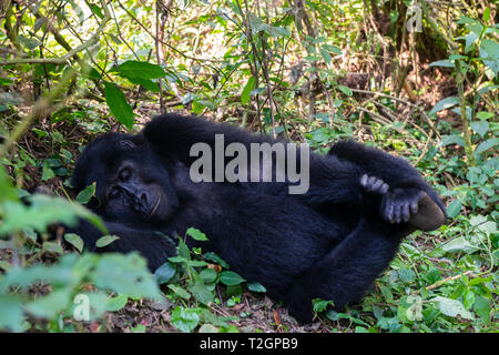 Femmina di Gorilla di Montagna (Gorilla beringei beringei) nella Foresta impenetrabile di Bwindi National Park nel sud ovest dell Uganda, Africa orientale Foto Stock