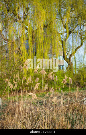 Salici crescere nella parte anteriore del Oriente rivolto verso l aspetto del fiume & Rowing Museum a Henley-on-Thames, disegnato da David Chipperfield Architects Foto Stock