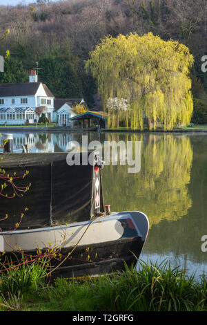 Un narrowboat ormeggiato sul fiume Thmaes sopra il blocco di palude con il fresco verde fogliame di un salice dietro Foto Stock